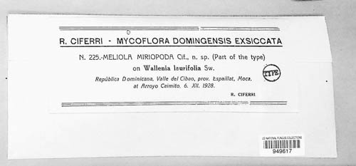 Asteridiella miriapoda image